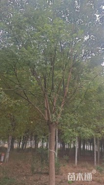 21公分国槐