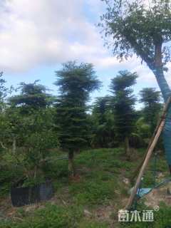 10公分小叶榄仁