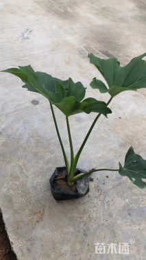 高度24厘米春羽