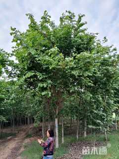15公分巨紫荆