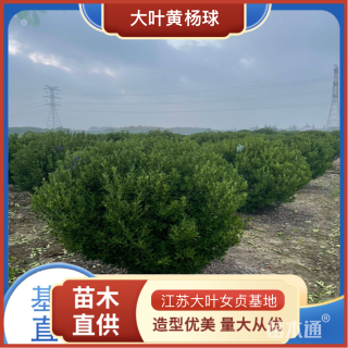 冠幅200厘米大叶黄杨球