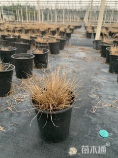 高度60厘米小兔子狼尾草