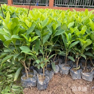 高度30厘米非洲茉莉