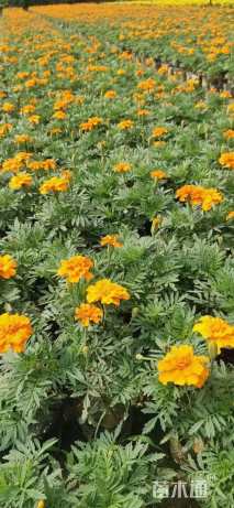 高度10厘米孔雀草