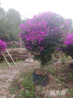 冠幅150厘米三角梅球