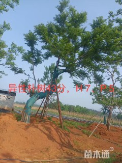 43公分朴树