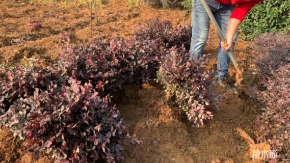 高度35厘米小叶栀子小苗
