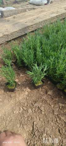 高度20厘米迷迭香