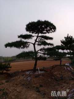 高度20厘米黑松