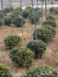 冠幅150厘米海桐球