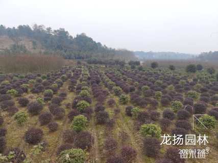 冠幅150厘米红花继木球