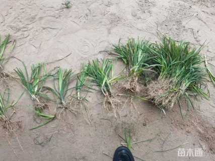 高度20厘米麦冬