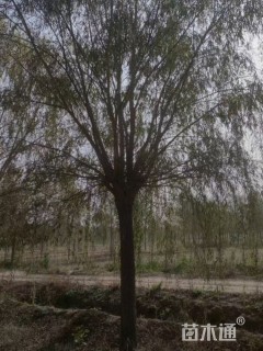 24公分金丝垂柳