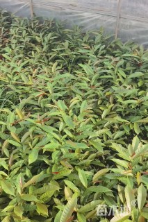 高度25厘米红背桂