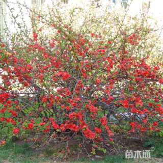 高度120厘米贴梗海棠