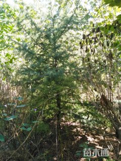 高度600厘米雪松