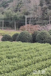 9公分小叶金桂