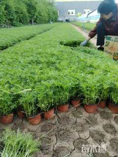 高度20厘米波斯菊