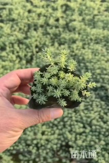 高度10厘米薄雪万年草