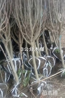 高度1.5厘米木槿