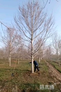 17公分美国红枫-红冠