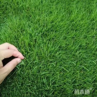 100厘米爬山虎