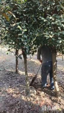 移栽苗红叶石楠