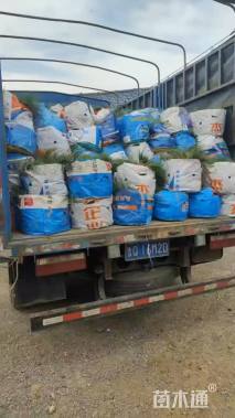 高度30厘米红花酢浆草