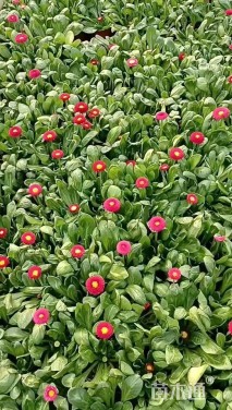 高度20厘米雏菊