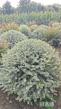 冠幅120厘米银姬小蜡球
