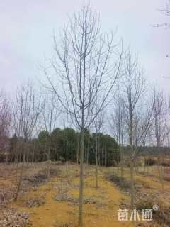 12公分二乔玉兰