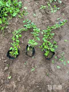 高度5厘米姬岩垂草