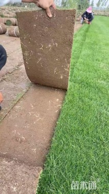 草卷状百慕大草