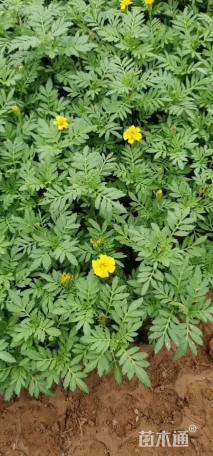 高度15厘米百日草