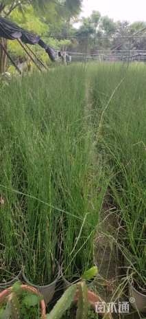 高度70厘米木贼