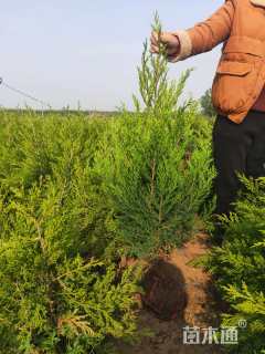 高度50厘米蜀桧