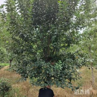 17公分北美海棠