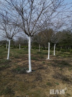 9公分高杆染井吉野樱