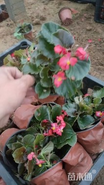 高度20厘米四季海棠