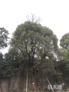 50公分香樟
