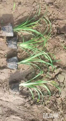 高度25厘米大花萱草