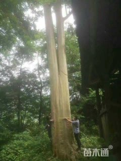 紫薇
