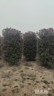 高度200厘米红叶石楠柱