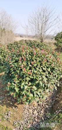 冠幅1300厘米石楠球