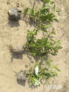 高度45厘米小叶栀子