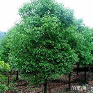 14公分香樟