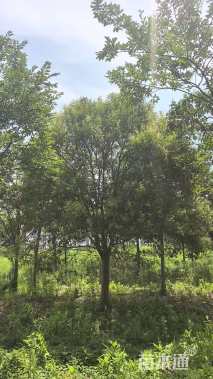 20公分大叶女贞