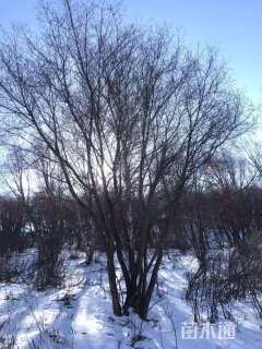 高度7厘米丛生蒙古栎