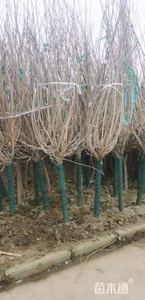 高度300厘米蜡梅