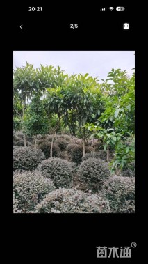 6公分枇杷
